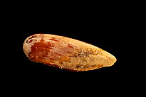 Mahogany date mussel (Lithophaga bisulcata) on black background, Gulf Specimen Marine Lab and Aquarium.