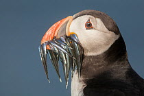 Atlantic puffin (Fratercula arctica) with Sandeels (Ammodytes) in beak, portrait.  Isle of May, Forth of Forth, Scotland, UK. July.