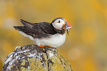 Atlantic puffin (Fratercula arctica) resting on lichen-covered rock, with Sandeels (Ammodytes) in beak, Isle of May, Forth of Forth, Scotland, UK. July.