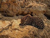 Jaguar (Panthera onca) sleeping during heat of day.  Pantanal, Brazil