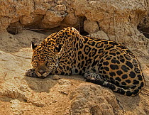 Jaguar (Panthera onca) sleeping during heat of day.  Pantanal, Brazil