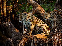 Jaguars (Panthera onca), female with cub behind, sitting on dead tree, Pantanal, Brazil.