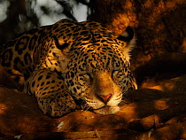 Jaguar (Panthera onca), young male, sleeping in late sunlight, Pantanal, Brazil.