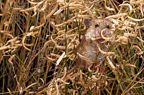 Sandy inland mouse (Pseudomys hermannsburgensis) balancing among Spinifex grass (Triodia sp.) stems and feeding on seeds, Little Sandy Desert, Western Australia.