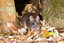 Southern bush rat (Rattus fuscipes assimilis) in the leaf litter at night, Richmond Range National Park, New South Wales, Australia.