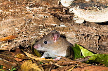 Northern bush Rat (Rattus fuscipes coracius) emerging from its burrow under a rotten log in tropical rainforest, Wooroonooran National Park, Wet Tropics of Queensland UNESCO World Heritage Area, Austr...