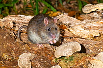 Northern bush rat (Rattus fuscipes coracius) feeding near its burrow in tropical rainforest, Wooroonooran National Park, Wet Tropics of Queensland UNESCO World Heritage Area, Australia.