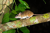 Cape York rat (Rattus leucopus) female, on branch, Iron Range National Park, Queensland, Australia.
