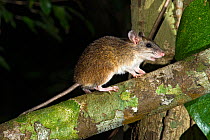 Cape York rat (Rattus leucopus) female, walking along branch, Iron Range National Park, Queensland, Australia.