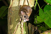 Cape York rat (Rattus leucopus) female, sitting in tree, Iron Range National Park, Queensland, Australia.