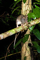 Giant white-tailed rat (Uromys caudimaculatus) on tree branch at night, Herbert River / Girringun National Park, Wet Tropics of Queensland UNESCO World Heritage Area, Australia.