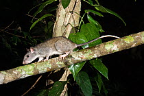 Giant white-tailed rat (Uromys caudimaculatus) scurrying along branch, Herbert River / Girringun National Park, Wet Tropics of Queensland UNESCO World Heritage Area, Australia.