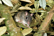 Giant white-tailed rat (Uromys caudimaculatus) sitting on branch, Herbert River / Girringun National Park, Wet Tropics of Queensland UNESCO World Heritage Area, Australia.