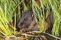 Water rat (Hydromys chrysogaster) resting and grooming in front of burrow in a creek bed, north of Perth, Western Australia.