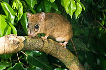 Cape York melomys (Melomys capensis) on tree branch. This is a studio photograph of a temporarily captured, wild animal photographed at the capture site on Cape York Peninsula, Far North Queensland, A...