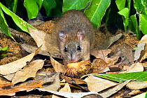 Cape York melomys (Melomys capensis) feeding on rainforest fruit. This is a studio photograph of a temporarily captured, wild animal photographed at the capture site on Cape York Peninsula, Far North...