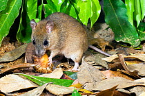 Cape York melomys (Melomys capensis) feeding on rainforest fruit. This is a studio photograph of a temporarily captured, wild animal photographed at the capture site on Cape York Peninsula, Far North...