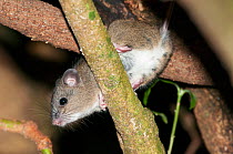 Fawn-footed melomys (Melomys cervinipes) climbing on a tree branch at night, Bunya Mountains National Park, south-eastern Queensland, Australia.