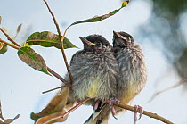Two Red wattlebird (Anthochaera carunculata) fledgling chicks, perched side by side on branch after leaving the nest, Walyunga National Park, Western Australia.