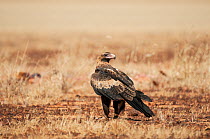 Wedge-tailed eagle (Aquila audax) standing on dry ground, east of Boulia, western Queensland, Australia.