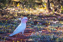 Pink cockatoo (Cacatua leadbeateri) standing on the ground, Karara Rangeland Park, Western Australia.