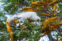 Two Little corellas (Cacatua sanguinea) feeding on Silky oak (Grevillea robusta) flowers, central New South Wales, Australia.