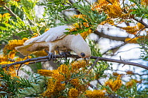 Little corella (Cacatua sanguinea) feeding on Silky oak (Grevillea robusta) flowers, central New South Wales, Australia.