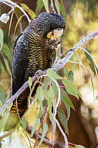 Forest red-tailed black cockatoo (Calyptorhynchus banksii naso) female, perched on branch, feeding on Gungurru (Eucalyptus caesia) nut, south-western Western Australia.