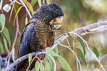 Forest red-tailed black cockatoo (Calyptorhynchus banksii naso) female, perched on branch, feeding on Gungurru (Eucalyptus caesia) nut, south-western Western Australia.