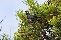 Long-billed black cockatoo (Calyptorhynchus baudinii) female, feeding on a Banksia (Banksia sp.) tree, D'Entrecasteaux National Park, Western Australia. Endangered.