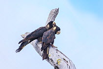Two Long-billed black cockatoos (Calyptorhynchus baudinii) juvenile male grooming a female, perched on branch, D'Entrecasteaux National Park, Western Australia. Endangered.