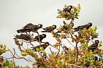 Carnaby's black cockatoo (Calyptorhynchus latirostris) flock resting in top of Tallerack (Eucalyptus pleurocarpa) bush, Starvation Harbour, Western Australia. Endangered.