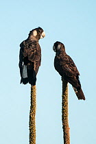 Two Carnaby's black cockatoos (Calyptorhynchus latirostris) females, resting on top of Grass tree (Xanthorrhoea drummondii), Hill River Nature Reserve, Western Australia. Endangered.