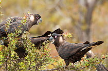 Three Carnaby's black cockatoos (Calyptorhynchus latirostris) males, feeding on Grevillea (Grevillea tripartita) fruits, Fitzgerald River National Park, Western Australia. Endangered.