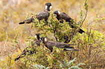 Four Carnaby's black cockatoos (Calyptorhynchus latirostris) female with three males, feeding on Grevillea (Grevillea tripartita) fruits, Fitzgerald River National Park, Western Australia. Endang...