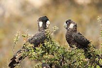 Carnaby's black cockatoo (Calyptorhynchus latirostris) pair, feeding on Grevillea (Grevillea tripartita) fruits, female on left, Fitzgerald River National Park, Western Australia. Endangered.