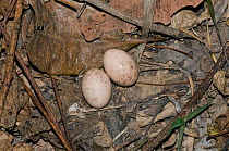 Two Large-tailed nightjar (Caprimulgus macrurus) eggs, which have been laid and incubated on bare ground, Paluma Range National Park, north-eastern Queensland, Australia.