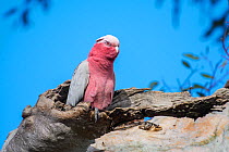 Galah (Eolophus roseicapillus) female, perched at entrance to nest in tree hollow, Perry Lakes Reserve, Western Australia.