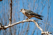 Australian hobby / Little falcon (Falco longipennis) perched on branch, swallowing prey of a small bird, Mungkulu Hills, Little Sandy Desert, Western Australia.