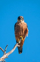 Australian hobby / Little falcon (Falco longipennis) perched high on branch,  Herdsman Lake Reserve, Perth, Western Australia.