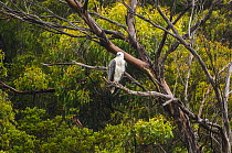 White-breasted sea eagle (Haliaeetus leucogaster) perched on branch, Waychinicup National Park, Western Australia.