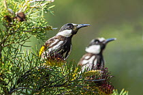 Two White-cheeked honeyeaters (Phylidonyris niger gouldii) feeding on Prickly toothbrushes (Grevillea armigera) flowers, Wongan Hills Nature Reserve, Western Australia.