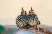Two New Holland honeyeater (Phylidonyris novaehollandiae) chicks begging for food at the edge of the nest in a garden, Perth, Western Australia.