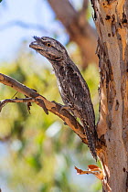Tawny frogmouth (Podargus strigoides) perched in tree, camouflaged as a stub of a dry branch, Wheatbelt Region, Western Australia.
