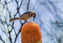 Western spinebill (Acanthorhynchus superciliosus) male, feeding on Acorn banksia (Banksia prionotes) flowers, Craigie Open Space Reserve, Perth, Western Australia.