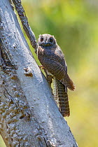 Australian owlet nightjar (Aegotheles cristatus) perched on side of tree trunk, Waychinicup National Park, Western Australia.