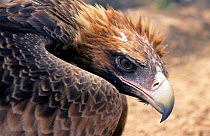 Wedge-tailed eagle (Aquila audax) taking flight, head portrait,  Nullarbor Plain, Western Australia.