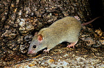 Grassland melomys / Grassland mosaic-tailed rat (Melomys burtoni) portrait, Mitchell Plateau, Kimberley, Western Australia.