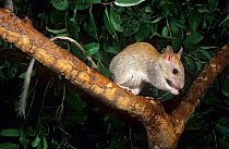 Golden-backed tree-rat (Mesembriomys macrurus) sitting on tree branch, feeding, Mount Hart Station, Western Australia.