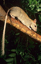 Golden-backed tree-rat (Mesembriomys macrurus) moving along tree branch, Mount Hart Station, Western Australia.